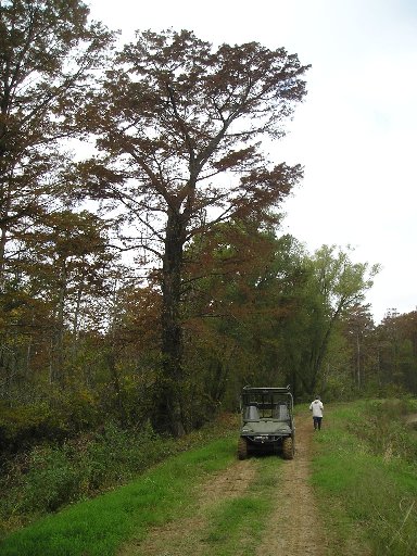 Bald Cypress in Levee