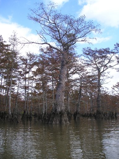 Bald Cypress