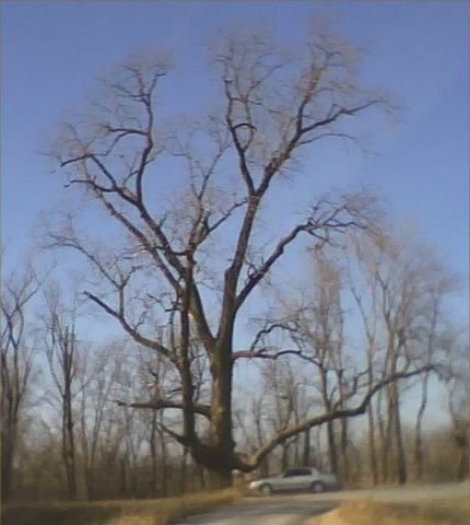 cottonwood tree
at Rivervale