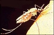 Anopheles mosquito 