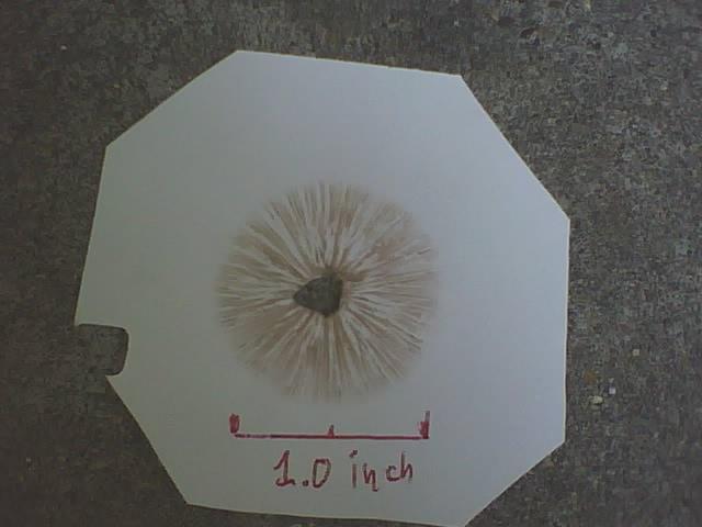 Spore Print