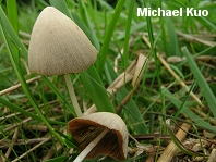 Conocybe albipes Kuo