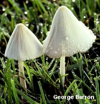 Conocybe albipes-Barron