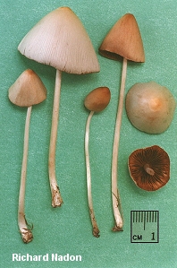 Conocybe albipes Nadon