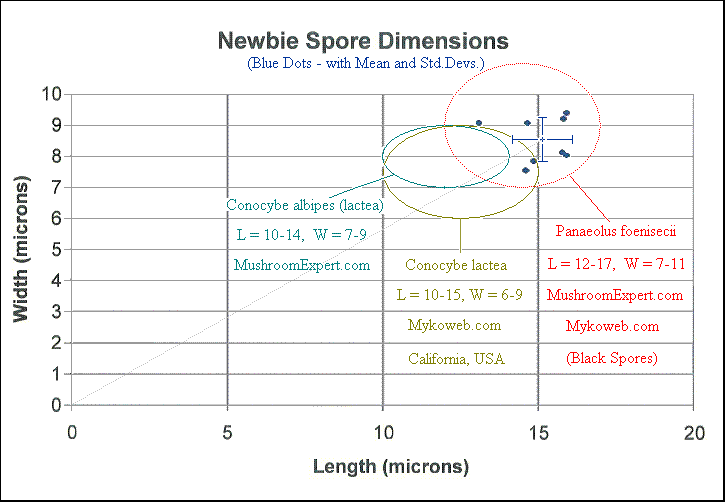 spore dimensions